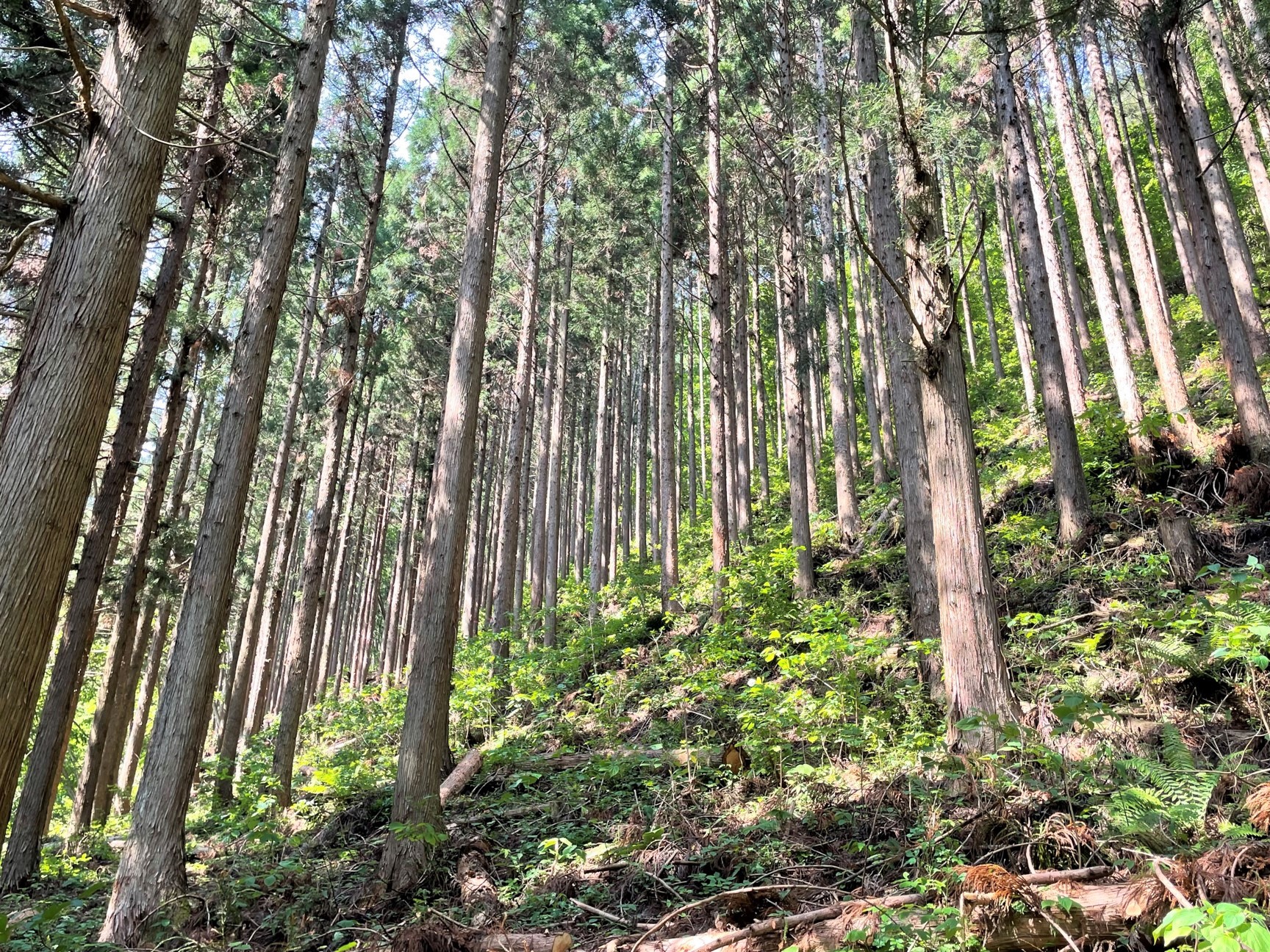 水源かん養林の管理