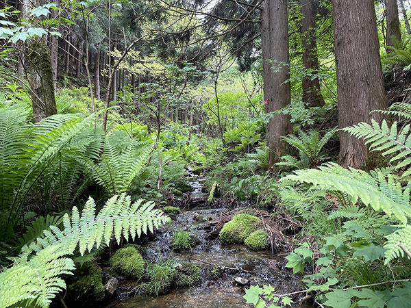水源かん養林の取得