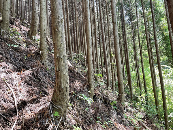 間伐されていない森林の写真