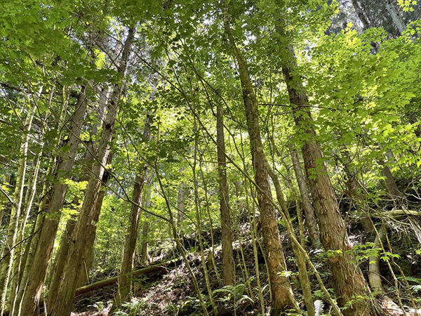 間伐した森林の写真