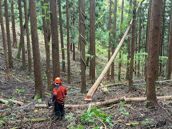 多様な植生の森林にするために行った間伐