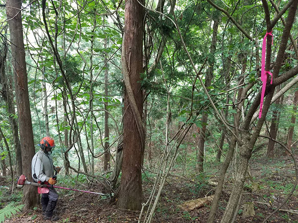 多様な植生の森林にするために行った間伐
