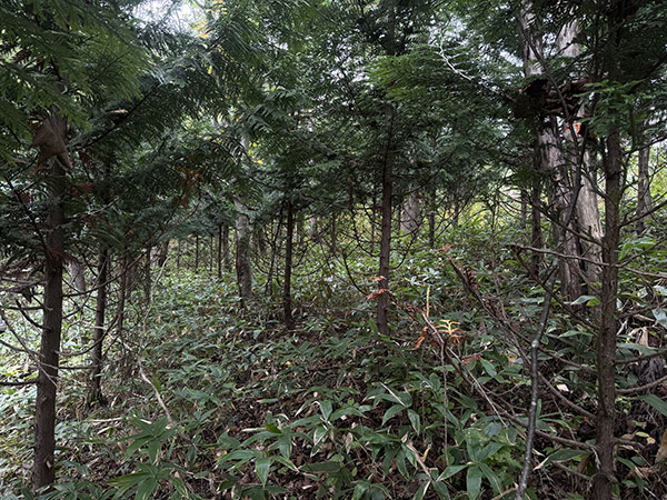 間伐前の森林の写真