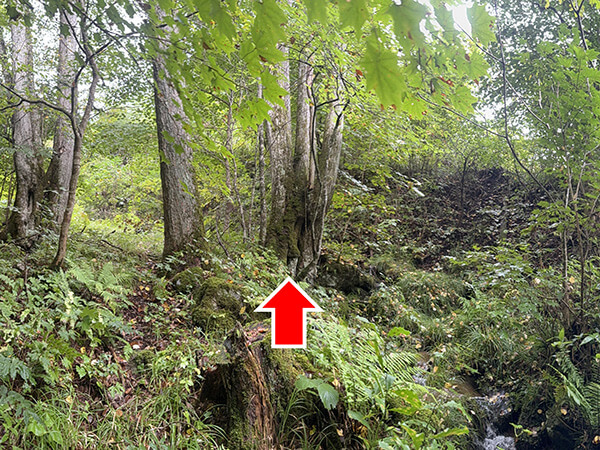 沢沿いに生育しているカツラの写真