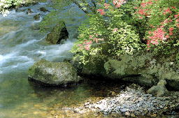 新緑に映える山つつじ