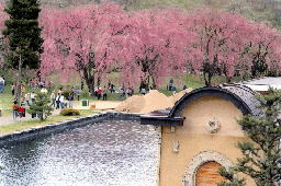春爛漫　米内の桜